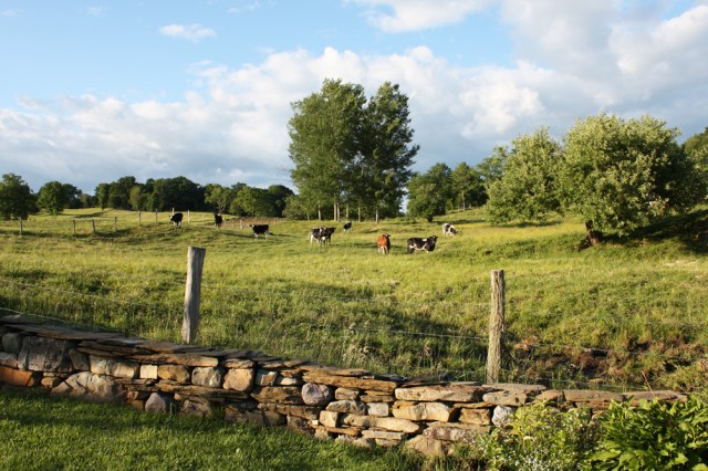 pasture_1