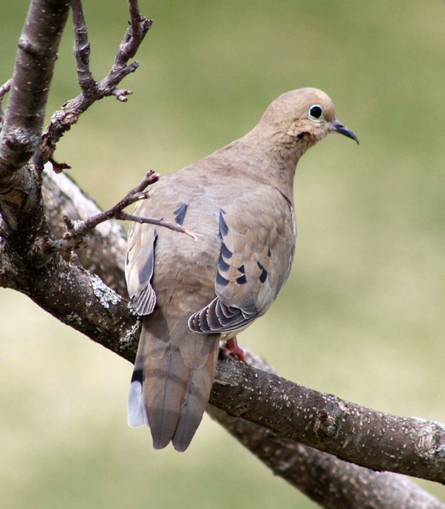 dove_1