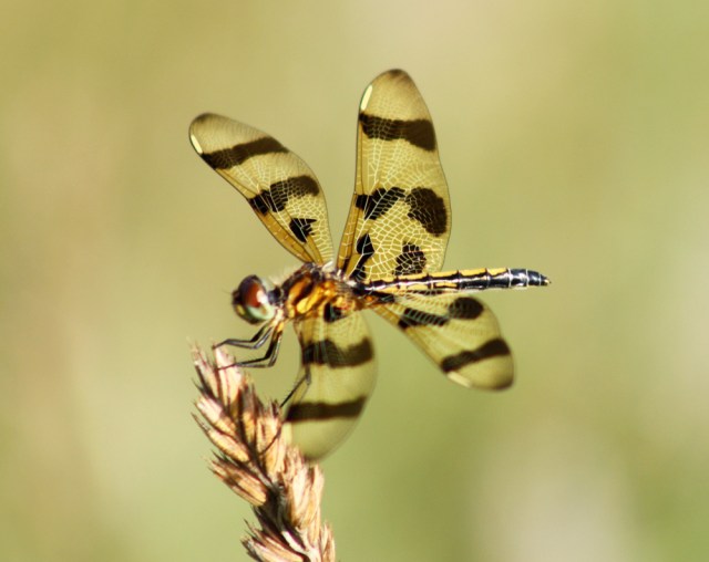 dragonfly_1